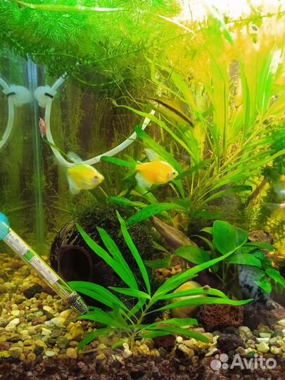 Рыбки для аквариума