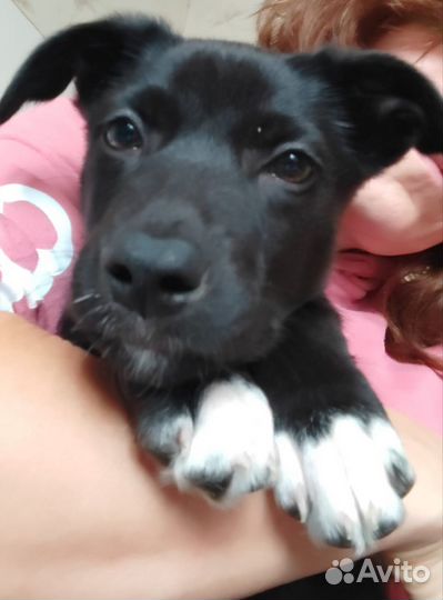 Щенок 1,5месяца девочка