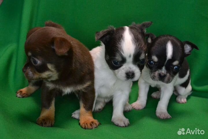 Щенки чихуахуа