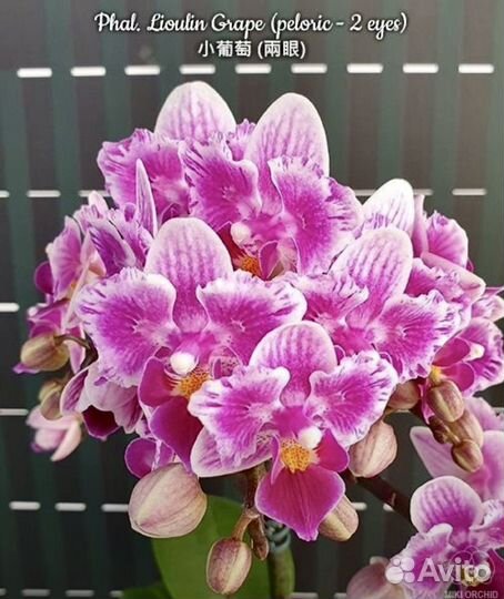 Орхидея фаленопсис