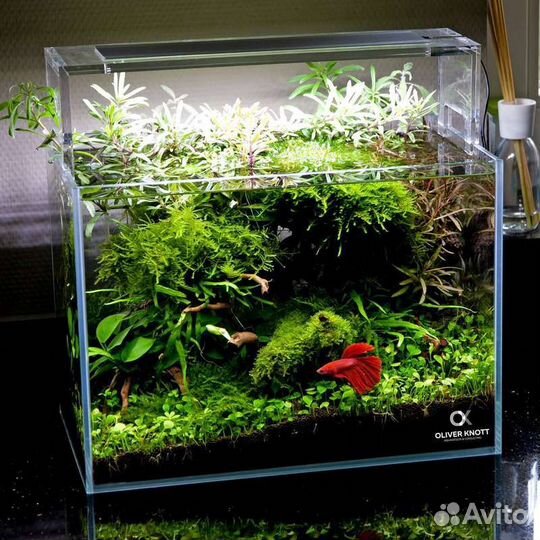 Подарок к празднику (аквариум с петушком)