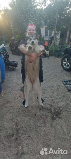 Передержка для кошек,собак и тд в частном доме