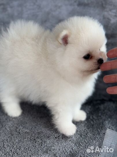 Померанский шпиц