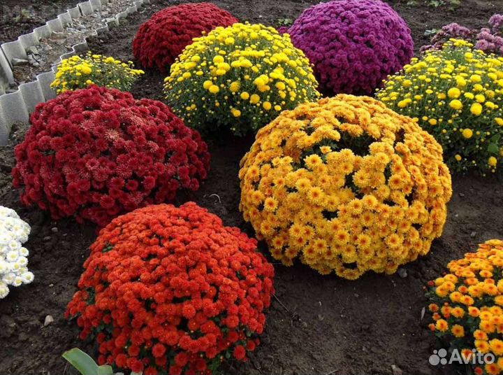 Хризантемы мультифлора