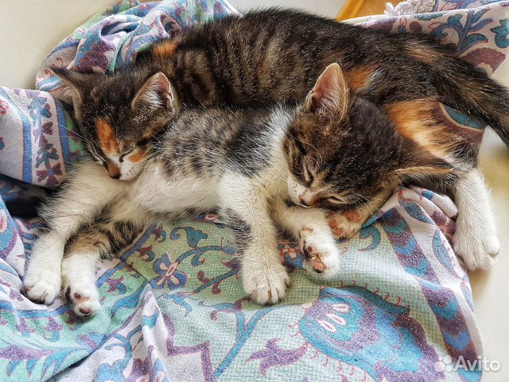 Хорошие котята в хорошие руки