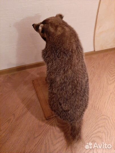 Чучело барсука