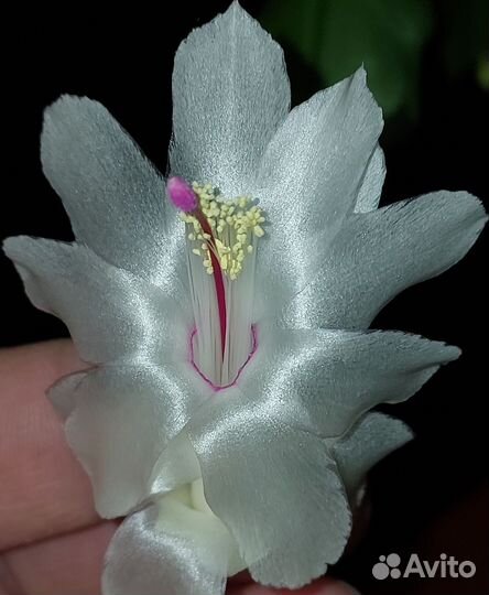 Шлюмбергера белая