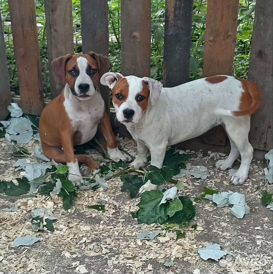 Щенки стаффа