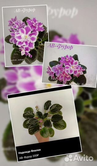 Сортовые фиалки