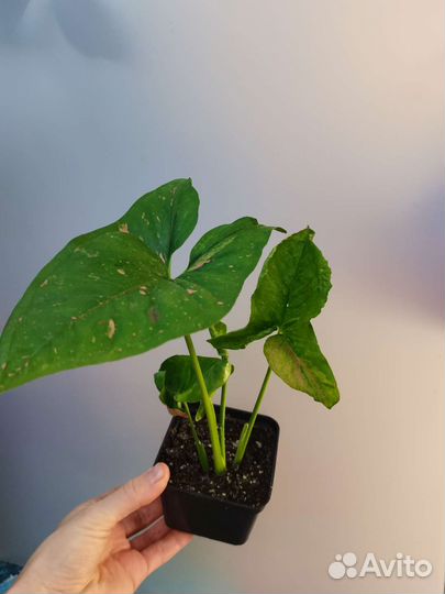 Сингониум сортовой