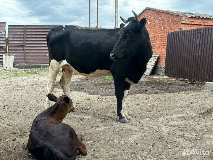 Корова с теленком