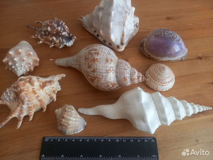 Морские раковины, большие, разные, набор