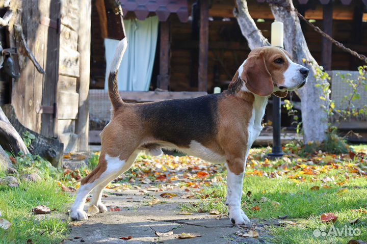 Бигль вязка