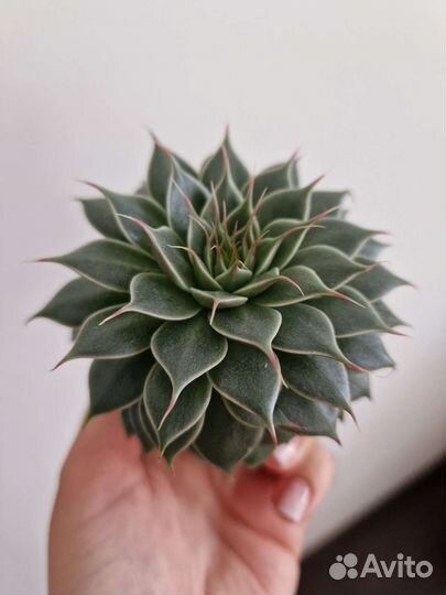 Граптоверия сильвер стар