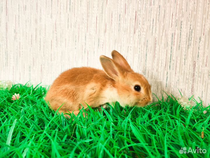 Карликовый кролик мини - очень редкий