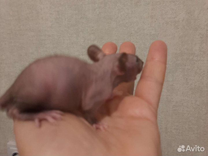 Лысые крысята сфинксы с клеткой