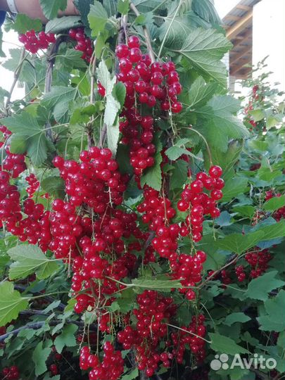 Красная смородина ягоды