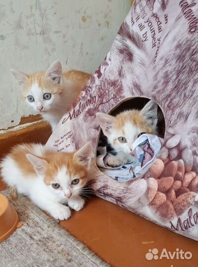 Котята в добрые руки