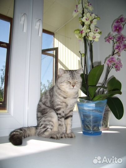 Кот для вязки