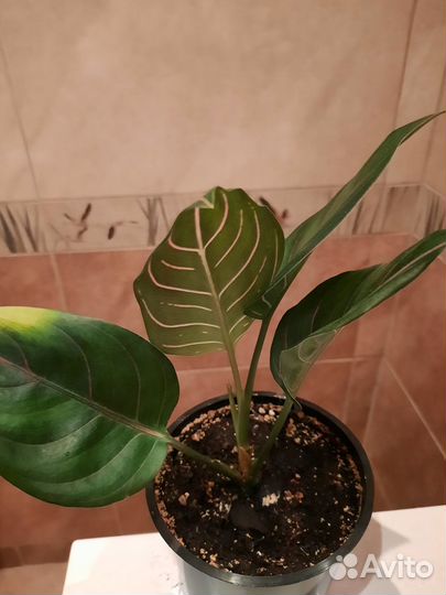 Аглаонема Rotundum