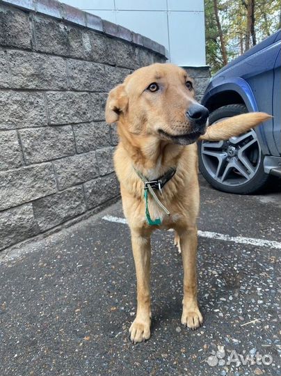 Хороший пёс без дома