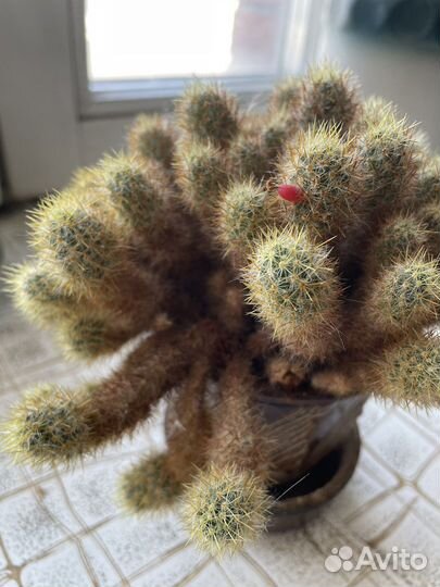 Кактус цветущий