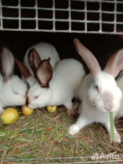 Немецкий строкач