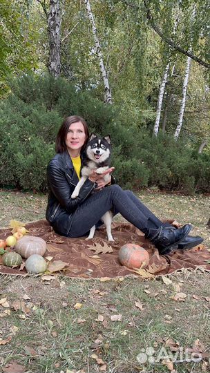 Помски микро (мини хаски)