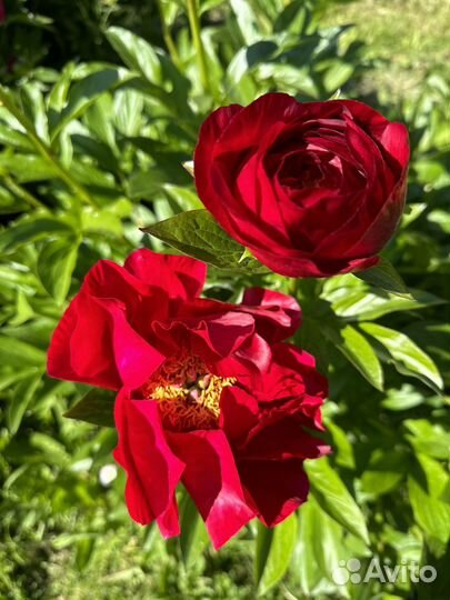 Пионы разные сорта