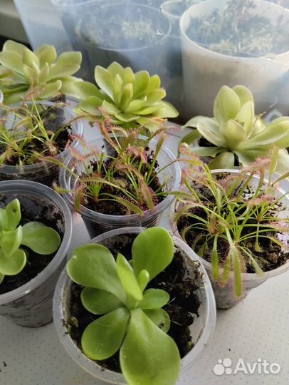 Продам излишки хищных растений