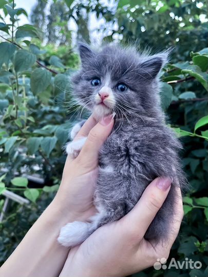 Маленький котеночек мальчик Томас (1 мес)