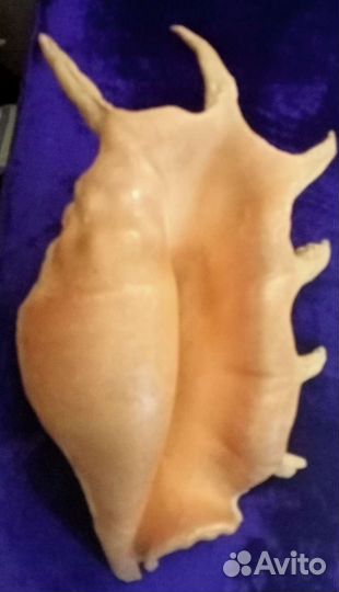 Большая раковина, морская