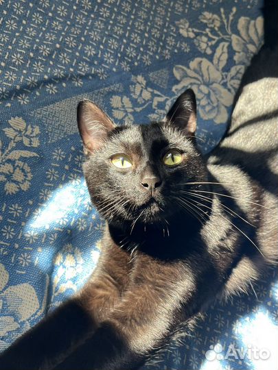 Отдам Котика;)