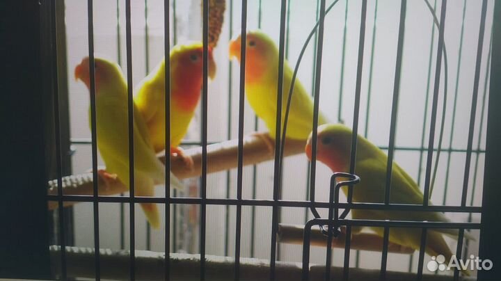 Попугай неразлучники ручные