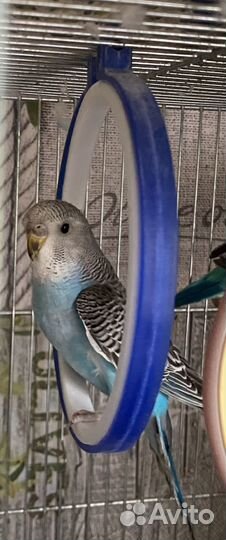 Птенец волнистых попугаев