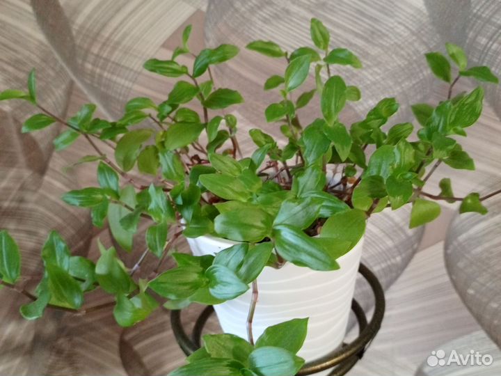 Традесканция