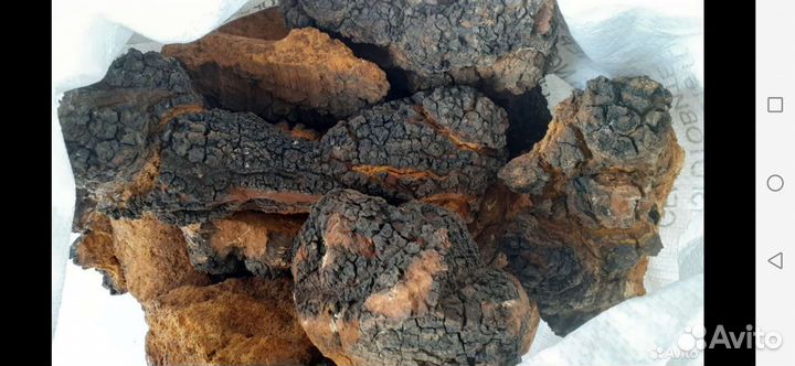 Берёзовый гриб чага, сборщик