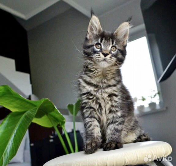 Котята мейн-кун