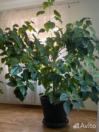 Гибискус китайская роза