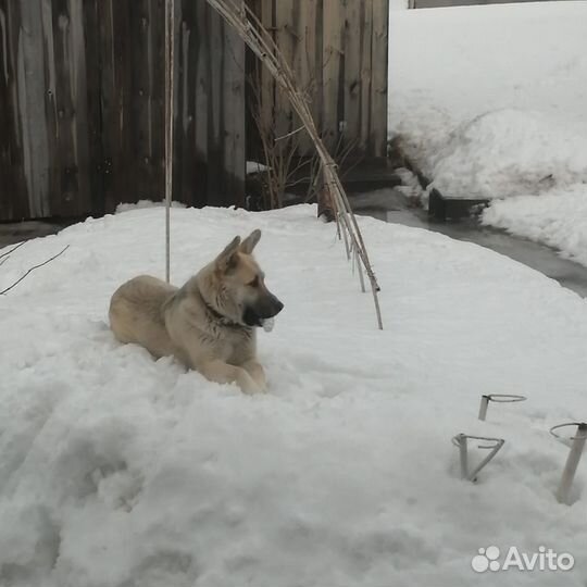 Вязка Кобель восточно европейской овчарки