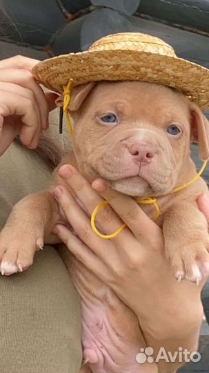 Американский булли