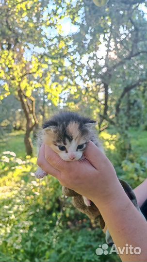 Отдам кошку в добрые руки