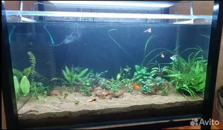 Аквариум