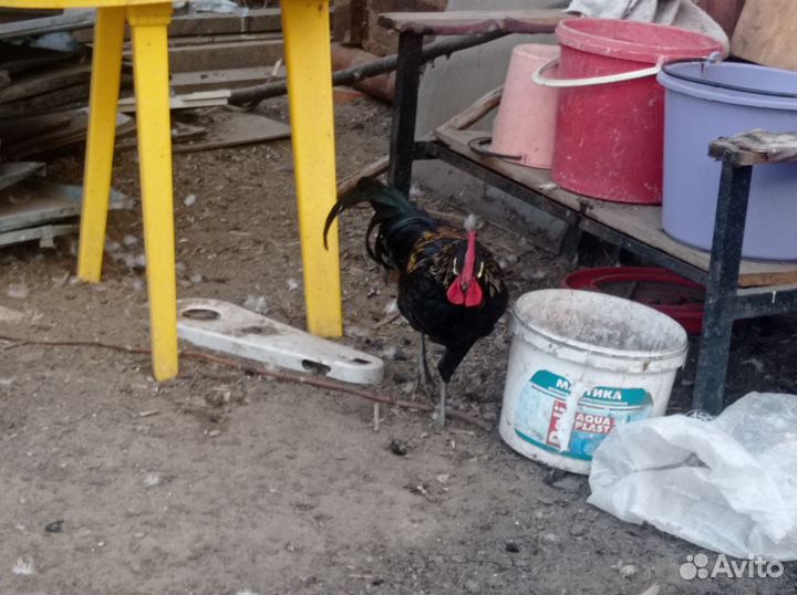 Петух