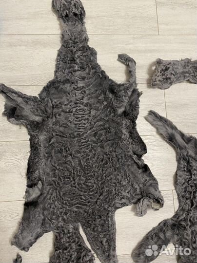 Шкура каракуль, каракульча