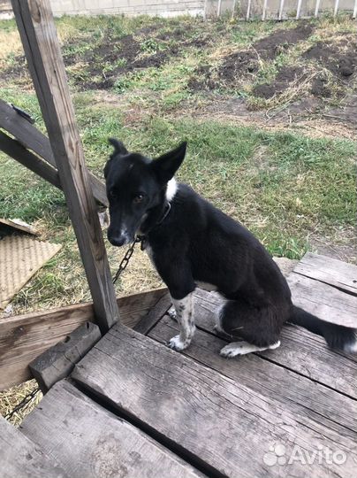 Отдам в добрые руки