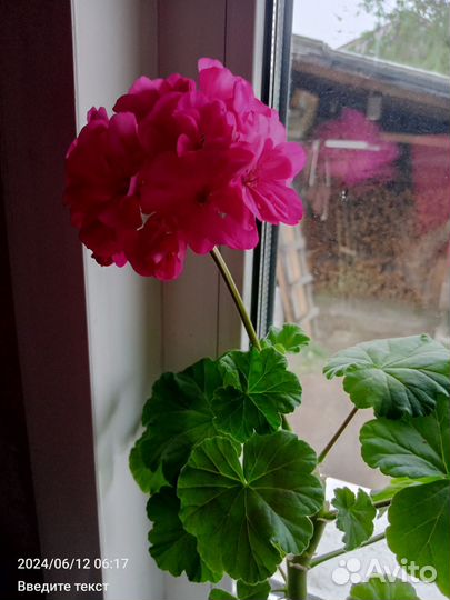 Герань пеларгония