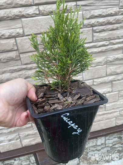 Туя Смарагд