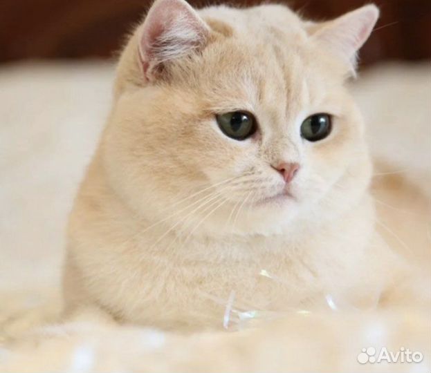 Британский котенок