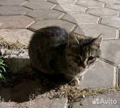 Кошечка и котёнок